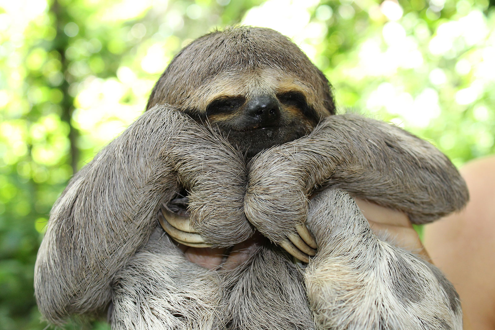Sloth at Nimea Kaya Ayahuasca Center