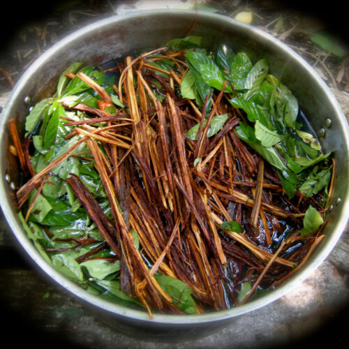 Ayahuasca: A Therapeutic Modality For Treating Depression and Anxiety