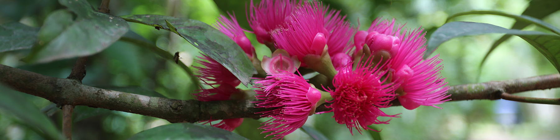 Poma Rosa Flower Nimea Kaya