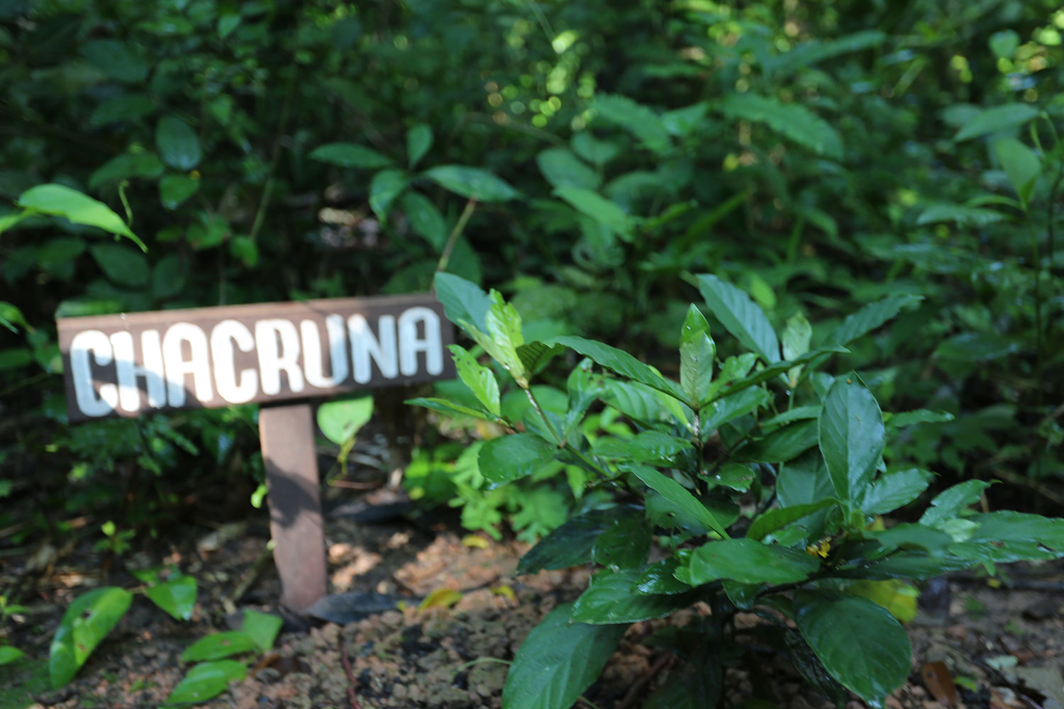Chacruna Plant Nimea Kaya Retreat Center