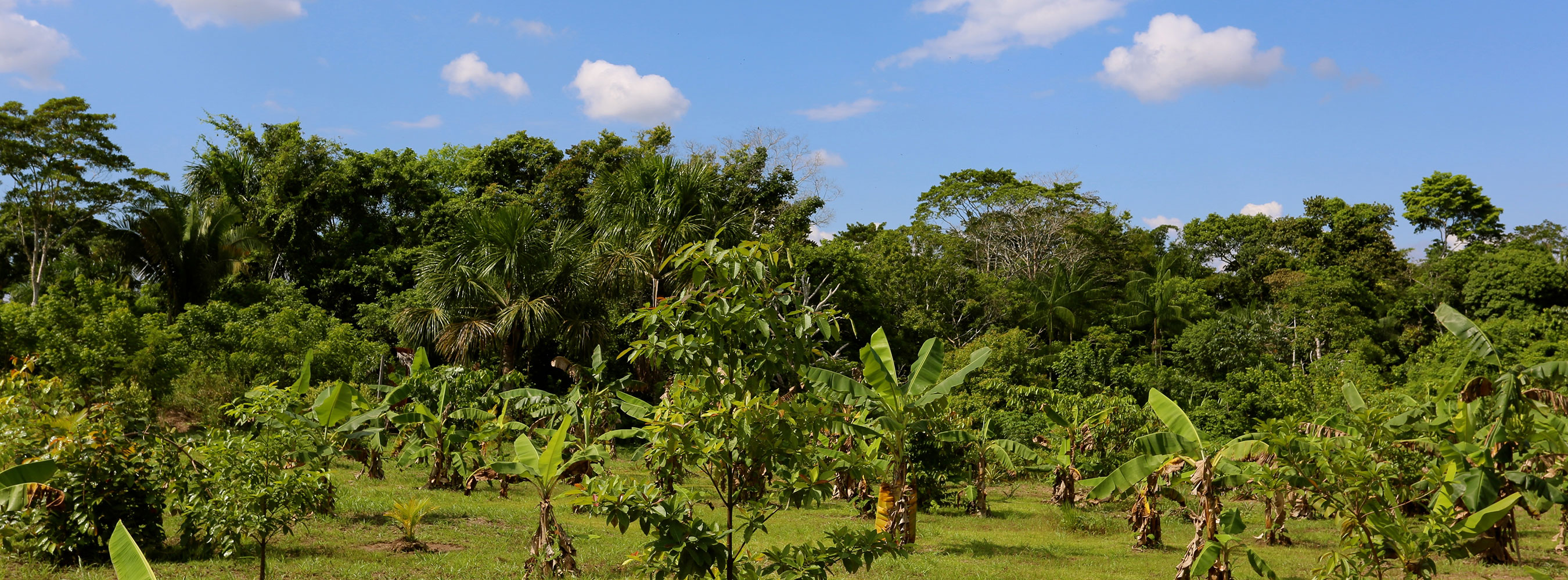 Nimea Kaya Center Amazon
