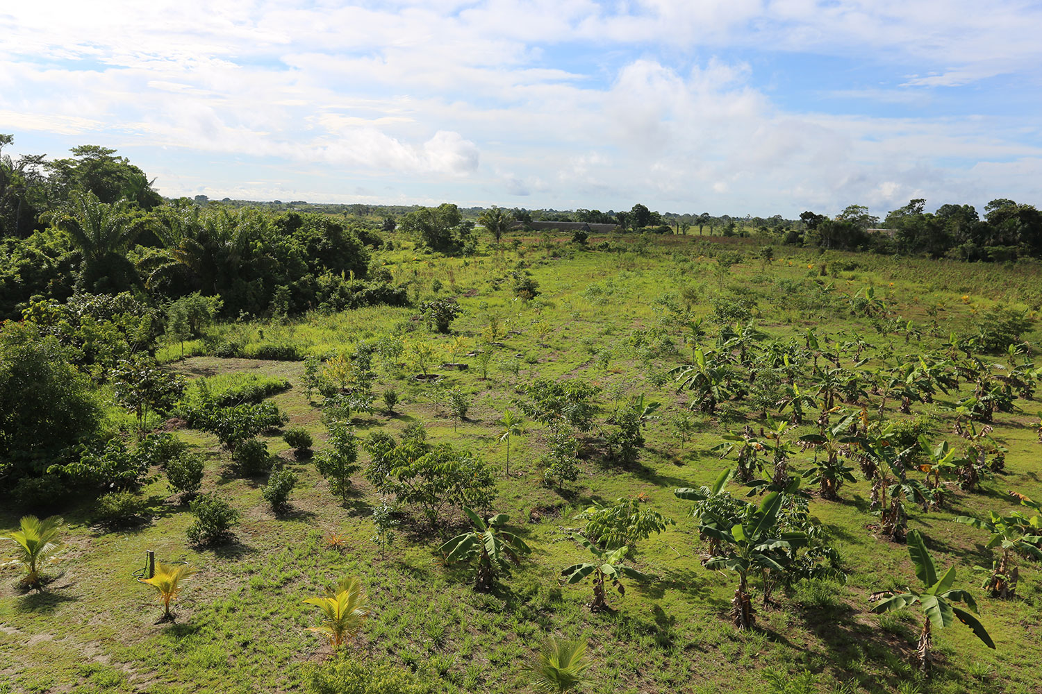 Reforestation Amazon Nimea Kaya Retreat Center