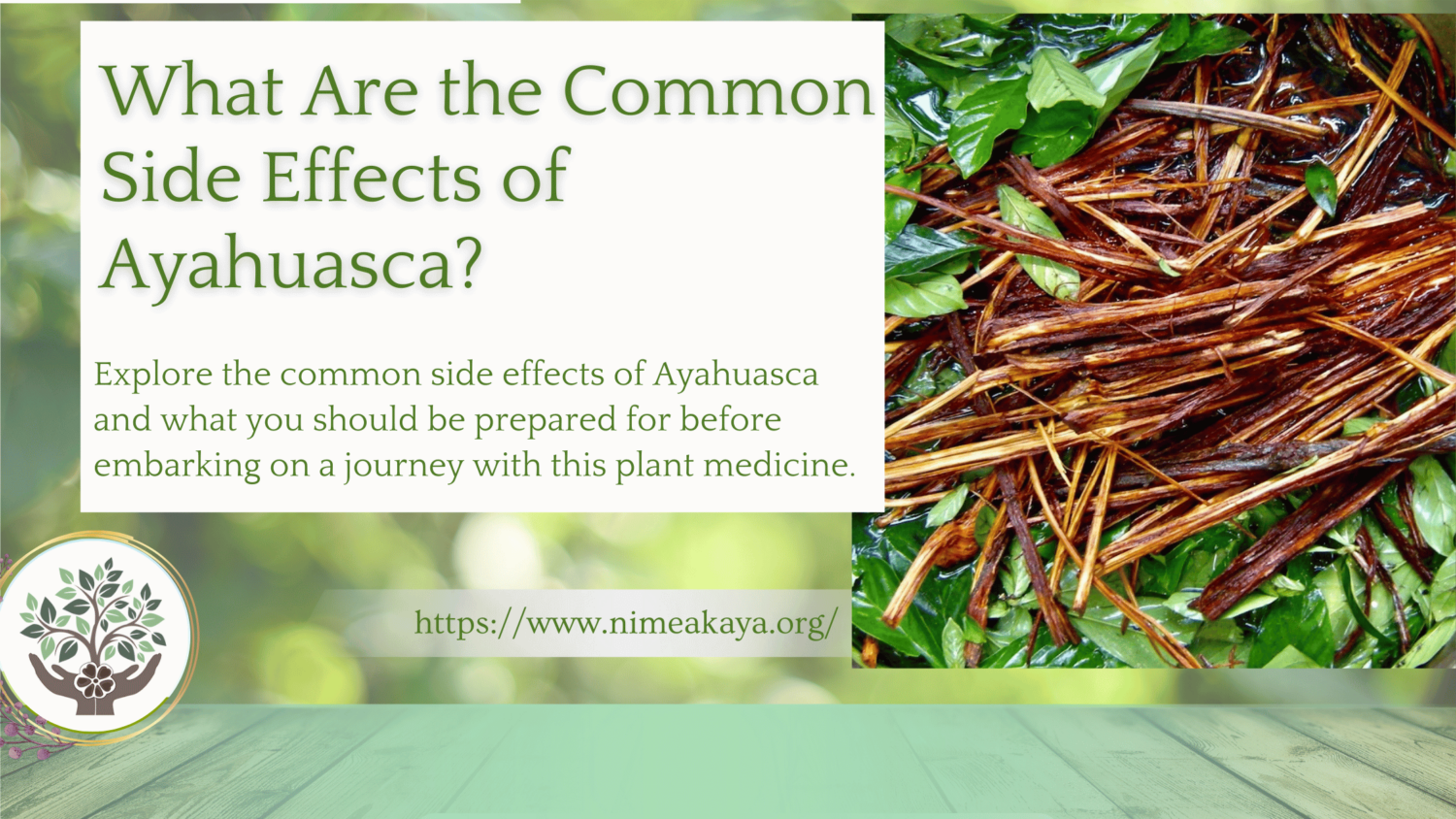 What Are the Common Side Effects of Ayahuasca?