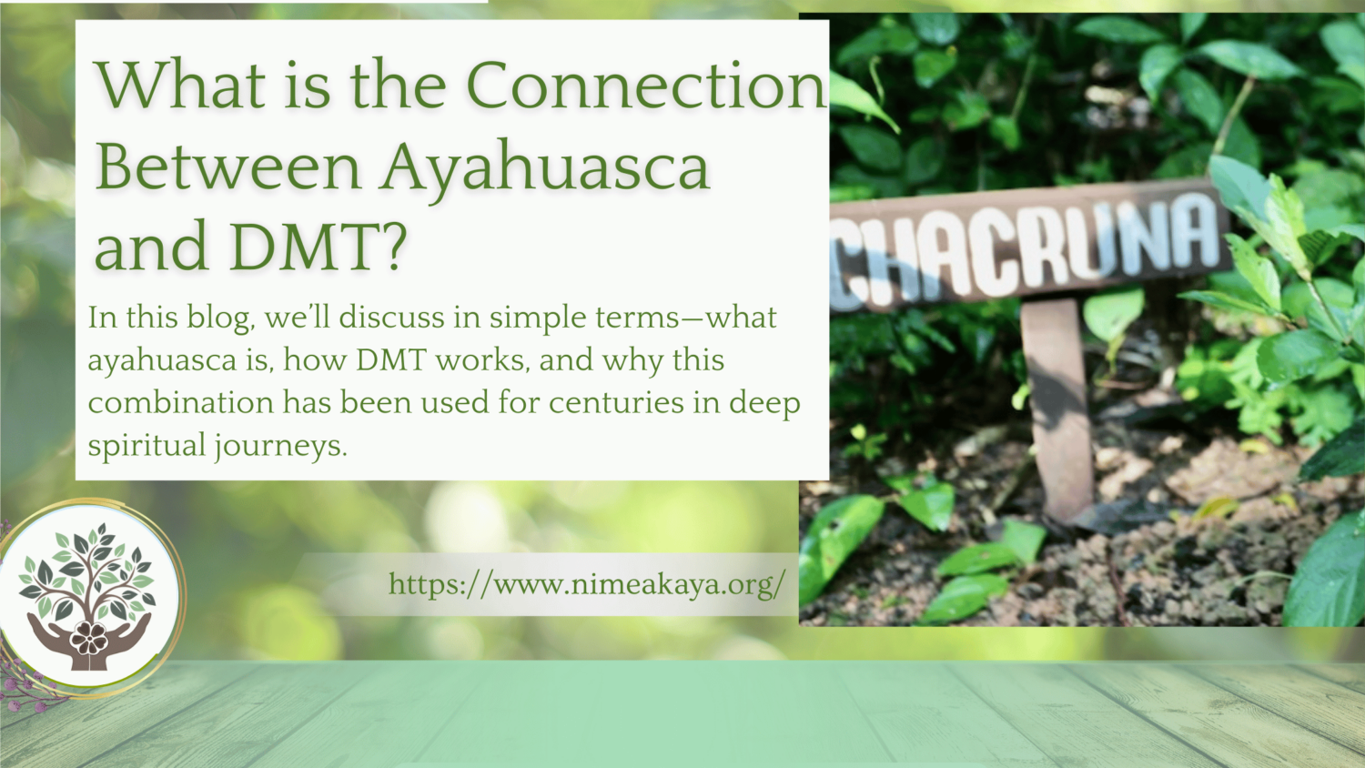 What is the Connection Between Ayahuasca and DMT?