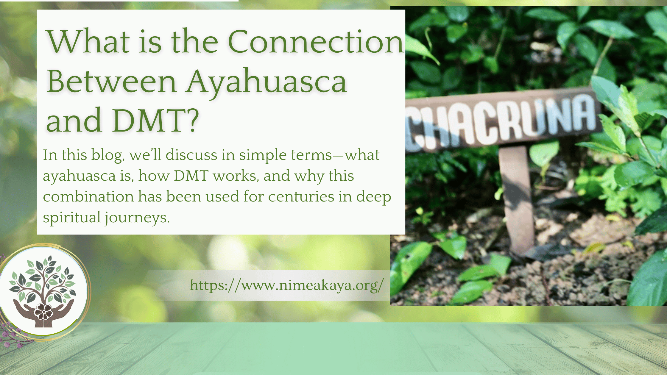 What is the Connection Between Ayahuasca and DMT?