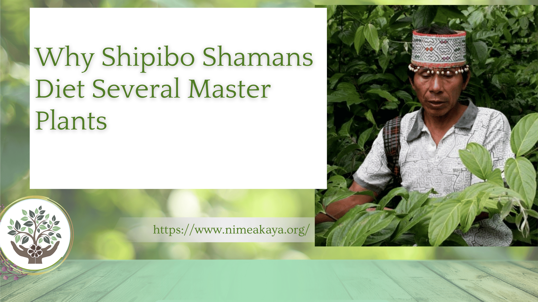 Why Shipibo Shamans Diet Several Master Plants- Nimea Kaya