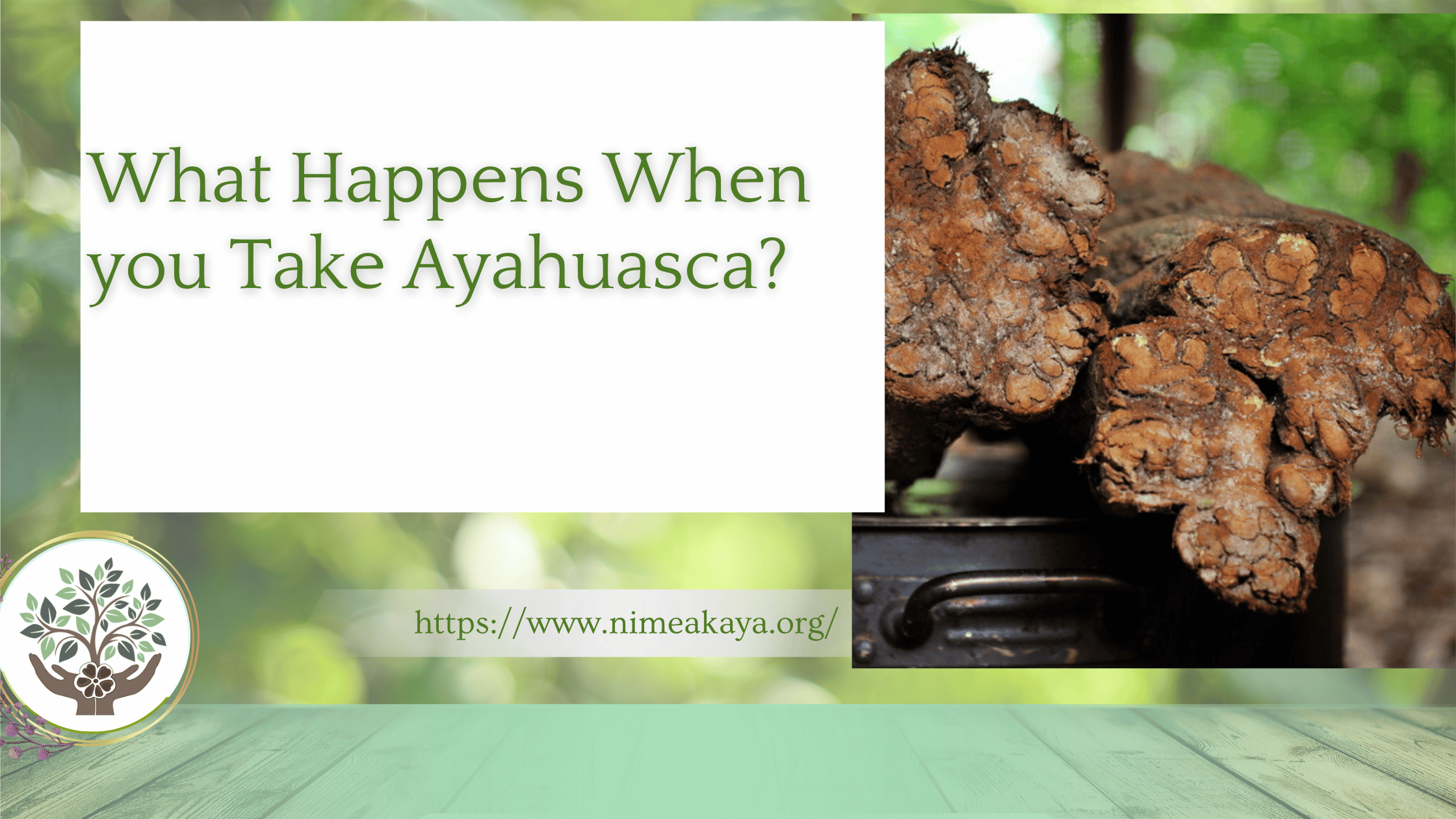 What Happens When you Take Ayahuasca