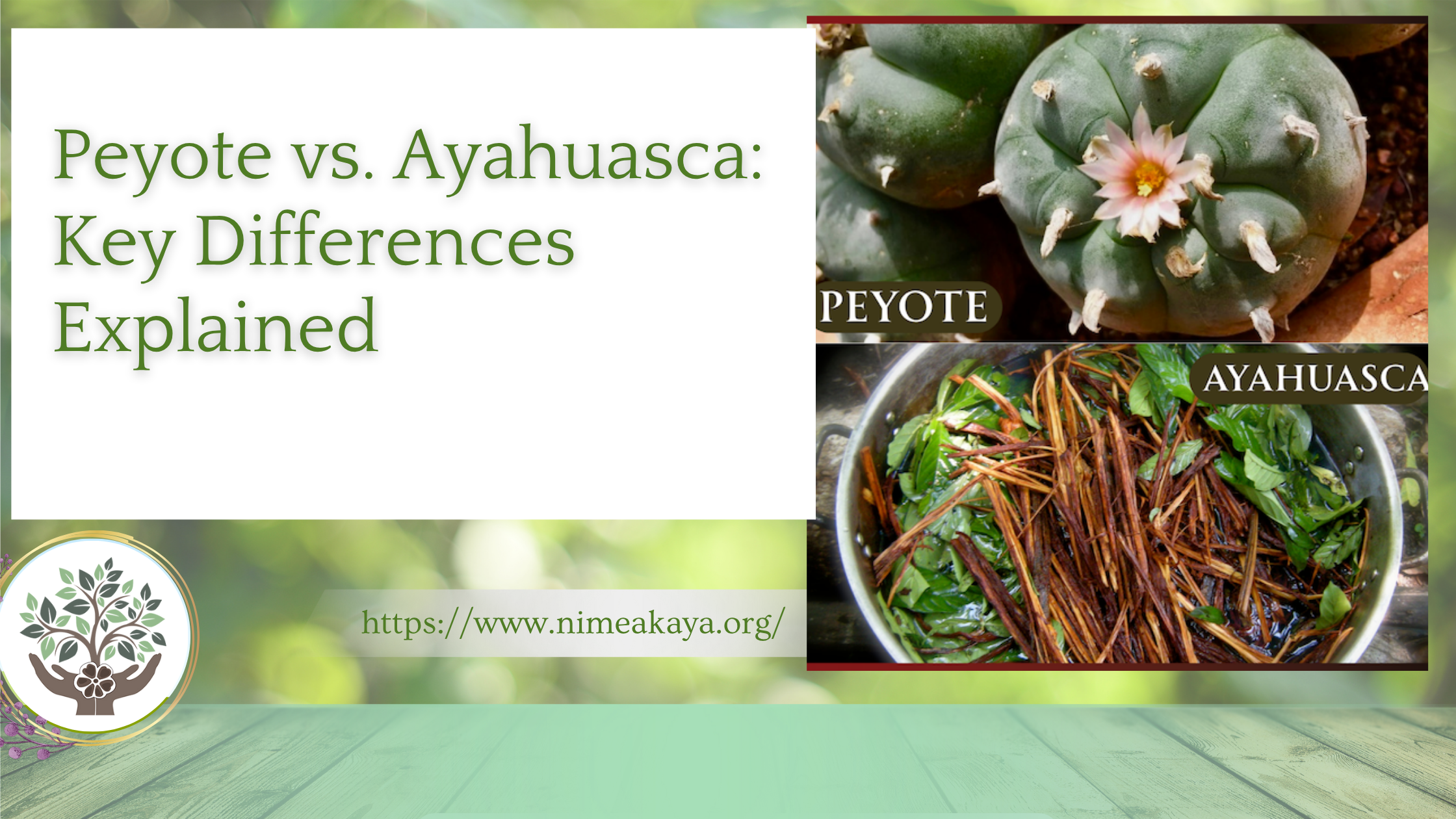 Peyote vs. Ayahuasca: Key Differences Explained