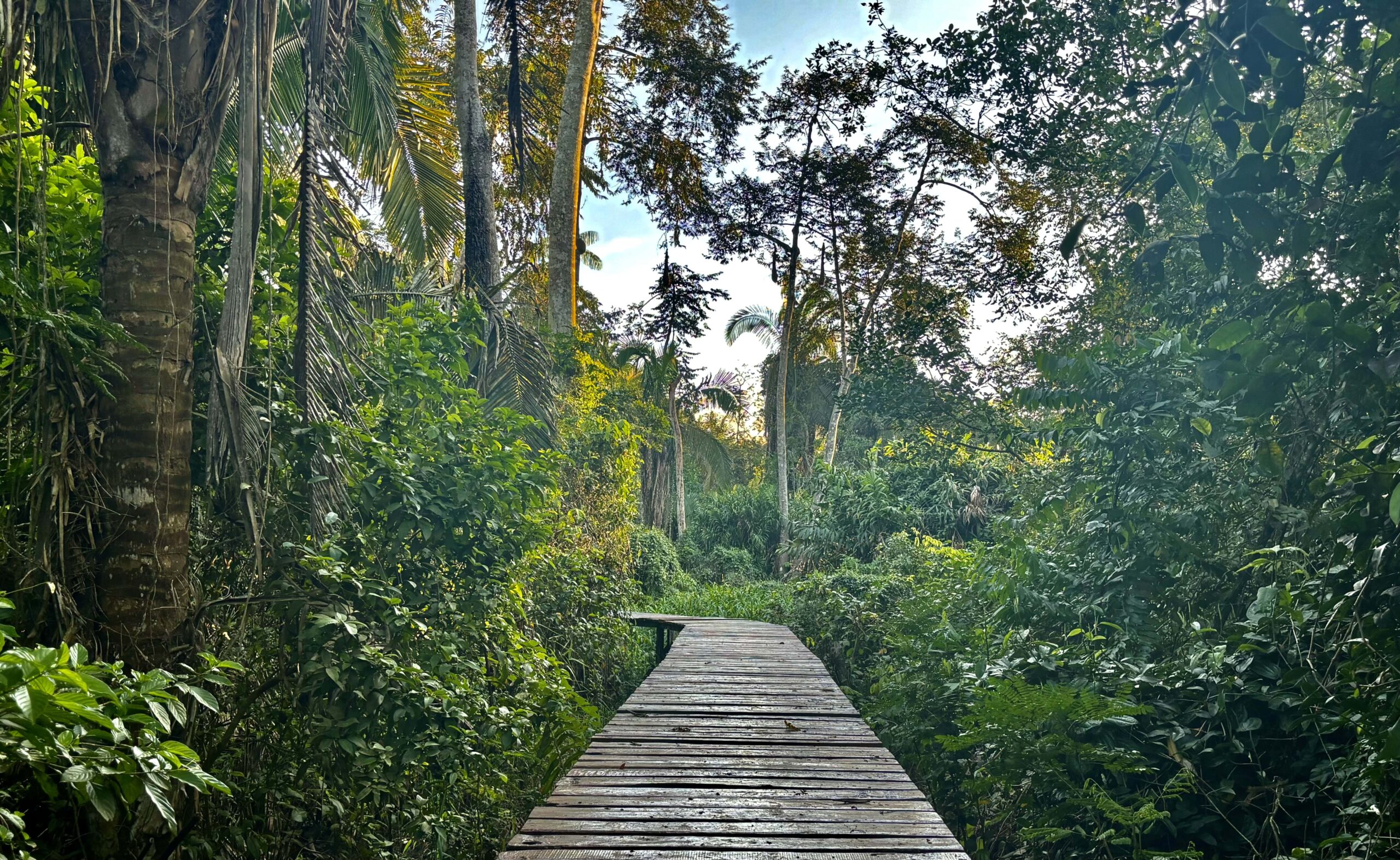 Welcome to Nimea Kaya