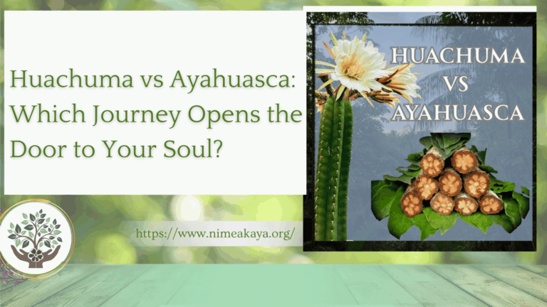 Huachuma vs Ayahuasca