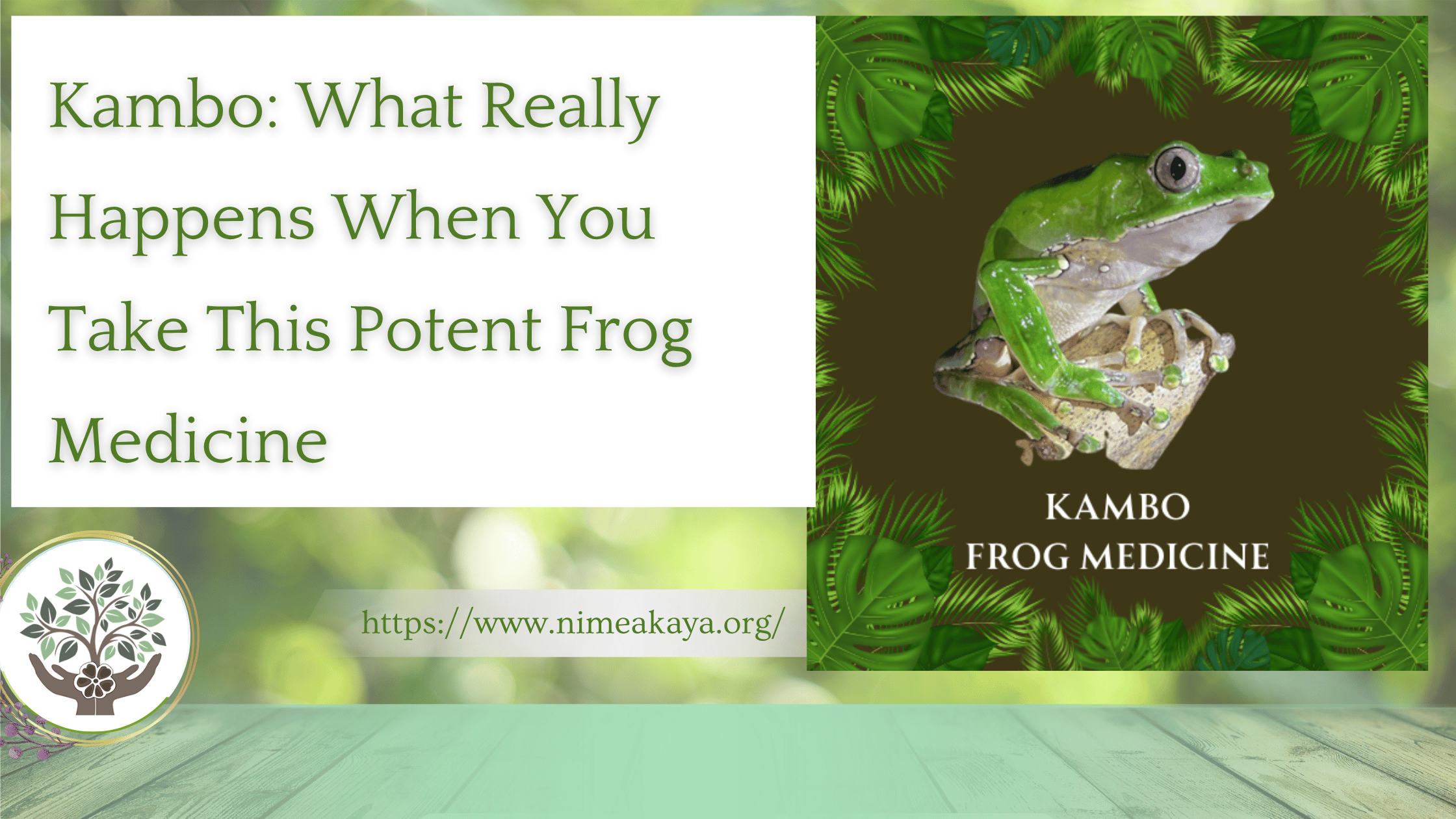 Kambo What Really Happens When You Take This Potent Frog Medicine