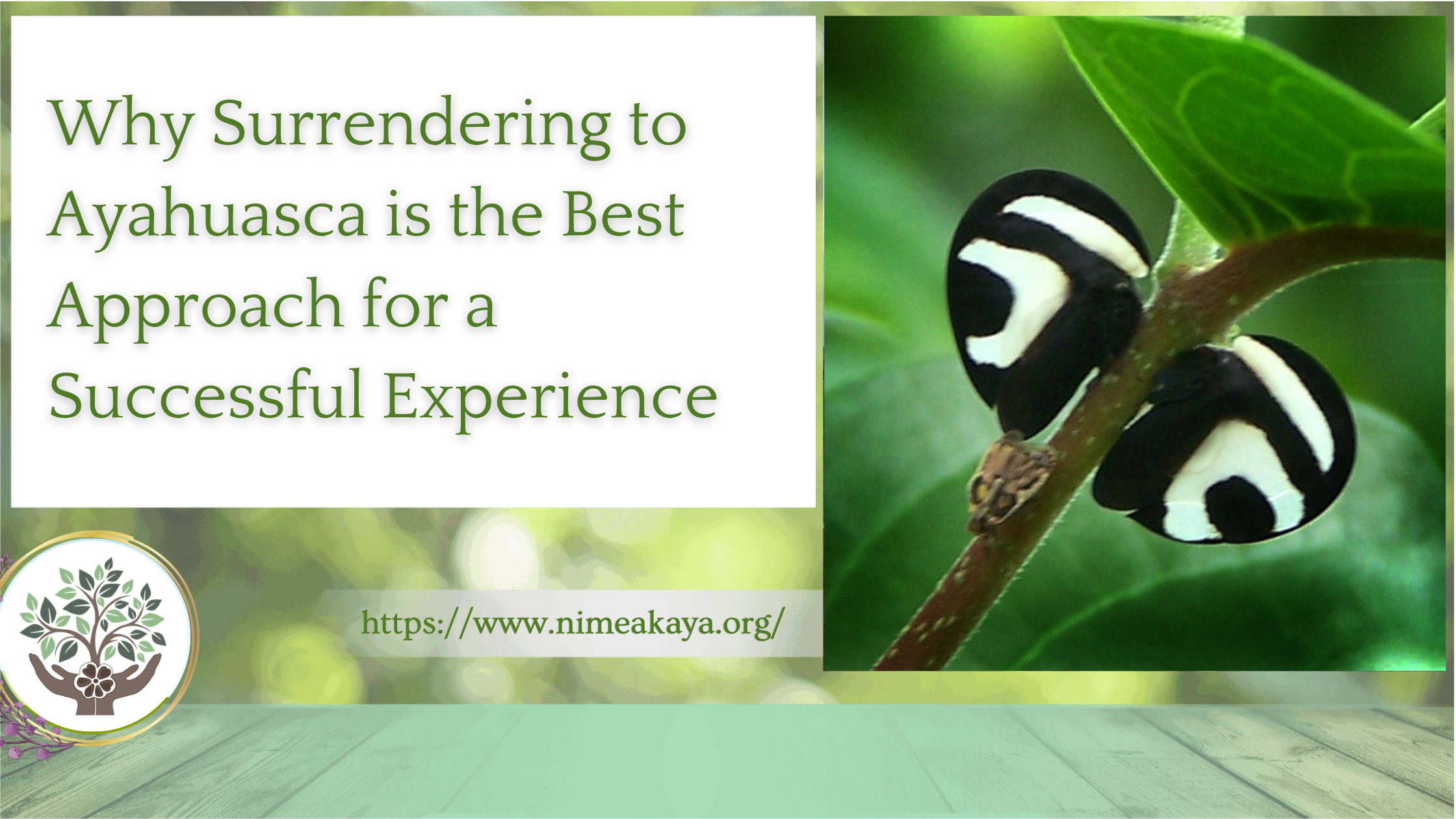 Why Surrendering to Ayahuasca is the Best Approach for a Successful Experience